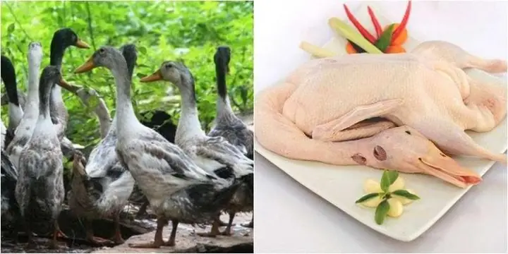 1. Đối với thịt vịt 1. Đối với thịt vịt