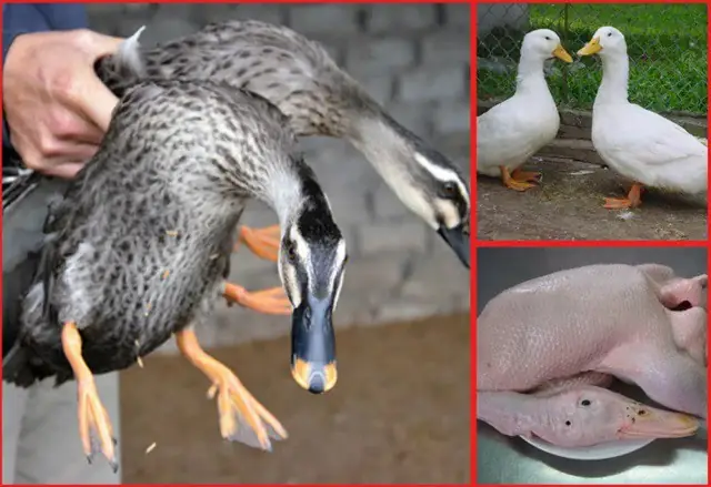 1. Cách chọn vịt và khử hôi vịt