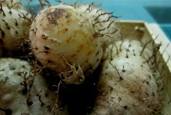 Cuối năm lại nhớ món khoai từ