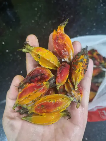 Chuẩn bị nguyên liệu: