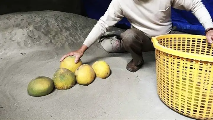 Bảo quản bưởi bằng cát Bảo quản bưởi bằng cát