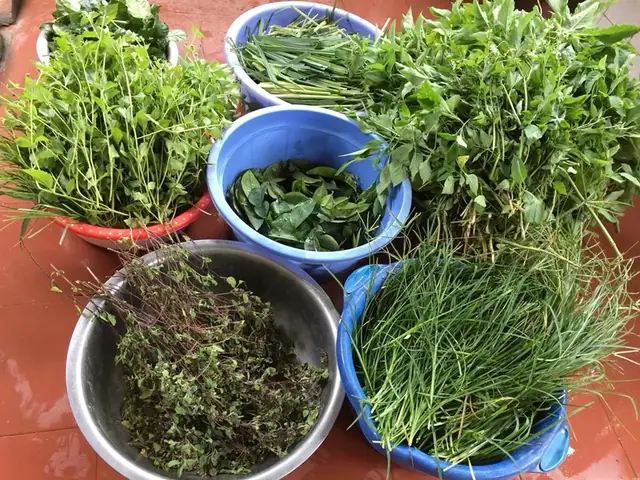 Chuyên Gia Hướng Dẫn Làm Nước Gội Đầu Sạch Gàu, Mượt Tóc Từ Thảo Dược - 2 Chuyên Gia Hướng Dẫn Làm Nước Gội Đầu Sạch Gàu, Mượt Tóc Từ Thảo Dược - 2