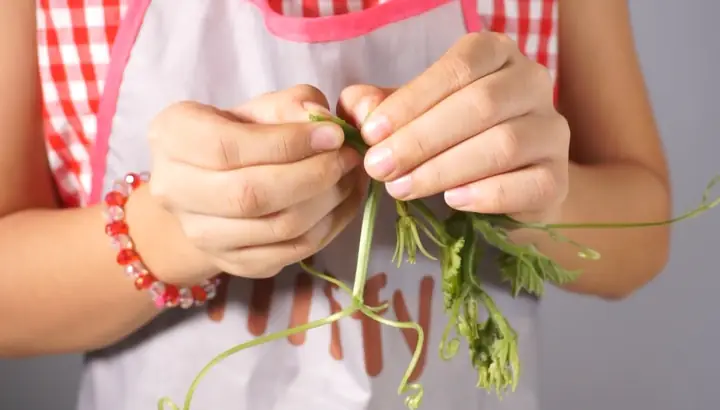 Bảo quản rau củ, trái cây Bảo quản rau củ, trái cây