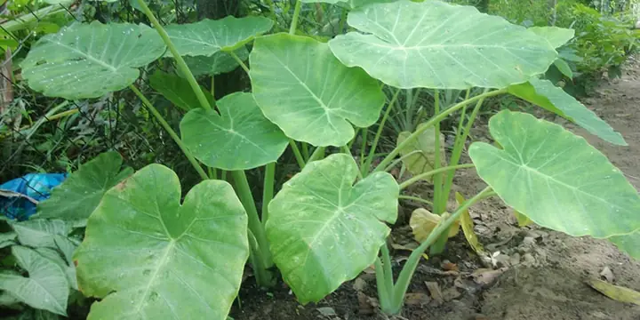 Những điều chưa biết về bạc hà