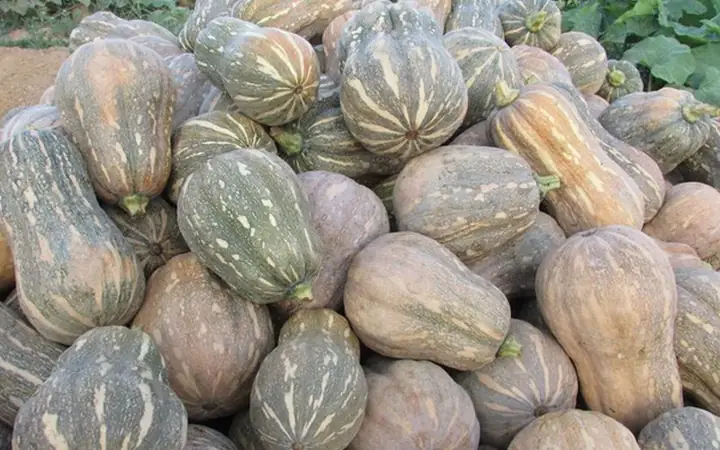 Đặc Điểm Của Vỏ Quả Bí Đỏ