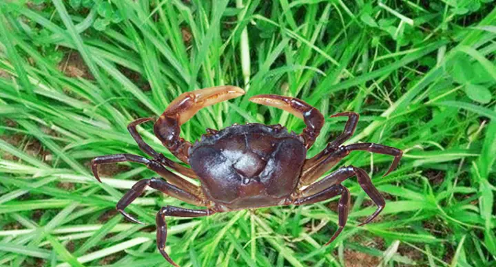 1. Nguyên Liệu Làm Chả Cua Đồng