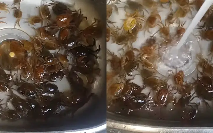 1. Cách Sơ Chế Cua Đồng