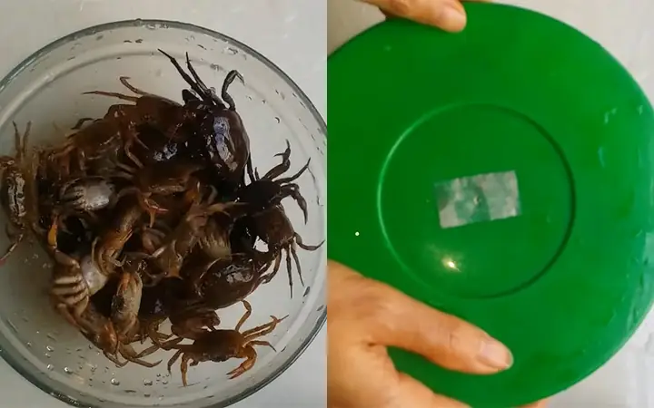 1. Cách Sơ Chế Cua Đồng