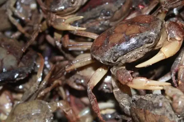 Chọn Cua Đồng Như Thế Nào?