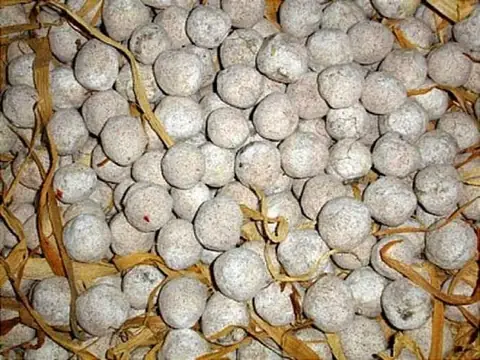 Cách Làm Men Nấu Rượu