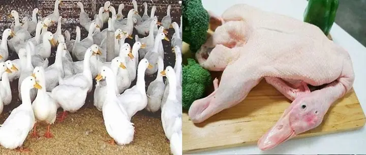 Cách Làm Vịt Om Sấu Kiểu Miền Bắc Với Sấu Và Khoai Môn Ngon Chuẩn Vị - 1