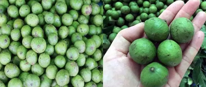 Cách Chọn Sấu Cách Chọn Sấu