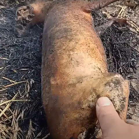 Sơ chế thịt thỏ Sơ chế thịt thỏ