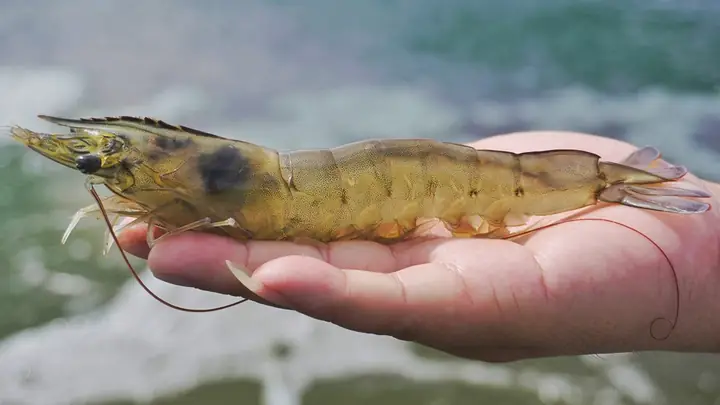 Nguyên liệu cần chuẩn bị