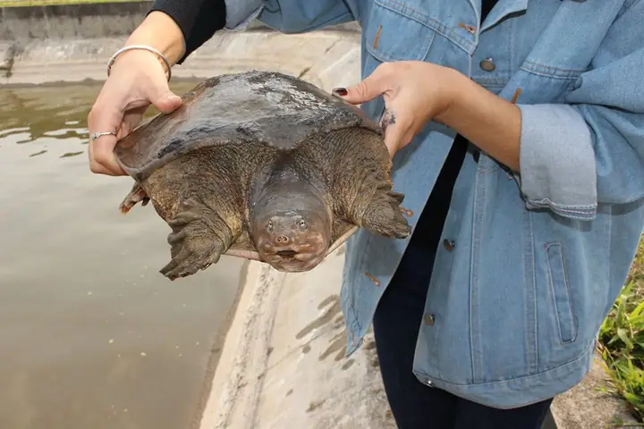 Giá trị dinh dưỡng từ thịt ba ba