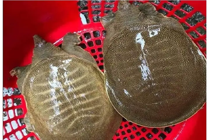 Giới thiệu về con ba ba