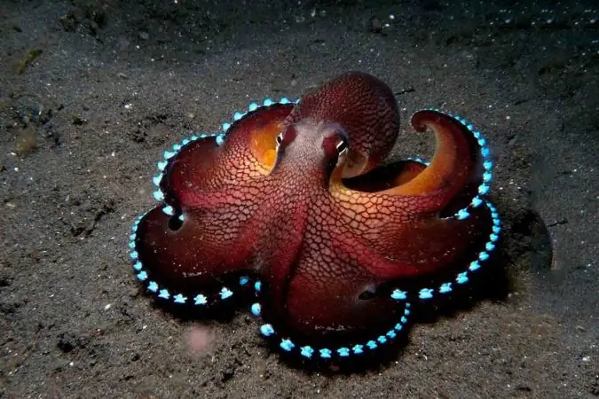 Hướng Dẫn Cách Nấu Món Bạch Tuộc Hấp Sả Vụng Mấy Cũng Làm Được