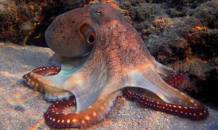 Cách làm bạch tuộc nhúng giấm ngon xuất sắc nhất định phải thử