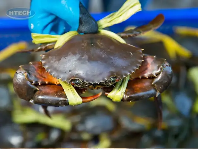 1. Cách chọn cua tươi ngon cô bán hàng không muốn cho bạn biết