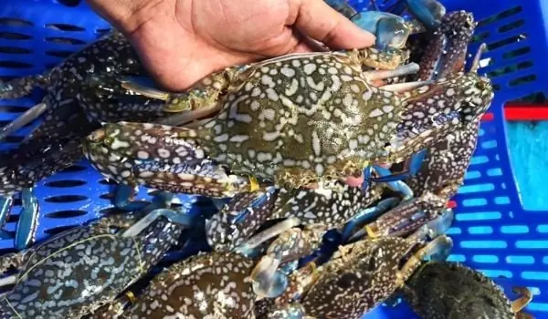 Chuẩn Bị Nguyên Liệu Cho Bánh Canh Ghẹ