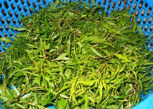 Bổ dưỡng canh đinh lăng nấu sườn non