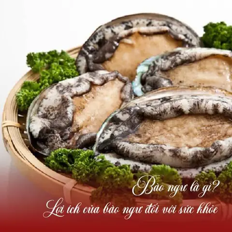1. Bào ngư là gì? Lợi ích của bào ngư đối với sức khỏe