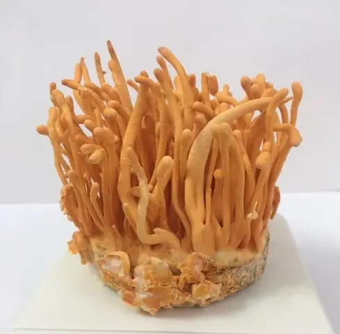 Canh Đông trùng hạ thảo nấu Sâm Bào ngư Úc Canh Đông trùng hạ thảo nấu Sâm Bào ngư Úc