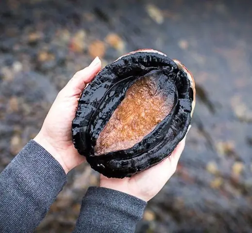 Canh Đông trùng hạ thảo nấu Sâm Bào ngư Úc Canh Đông trùng hạ thảo nấu Sâm Bào ngư Úc