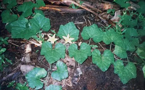 Bí Rợ Là Thực Vật Thuở Trước Mọc Hoang Rải Rác Ở Bìa Rừng, Sau Này Được Con Người Đem Về Trồng Trong Vườn Nhà. Dây Bí Bò Mọc Lan Trên Mặt Đất, Cho Bông Màu Vàng Tươi.