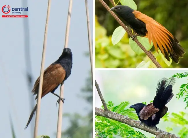 Chim Bìm Bịp Nhỏ Chim Bìm Bịp Nhỏ