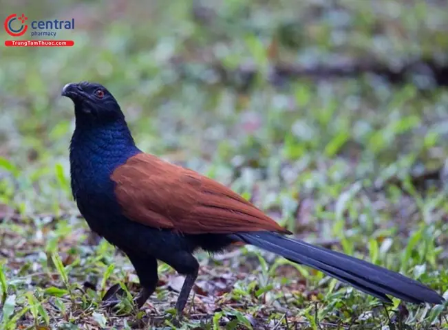 Chim Bìm Bịp Chim Bìm Bịp