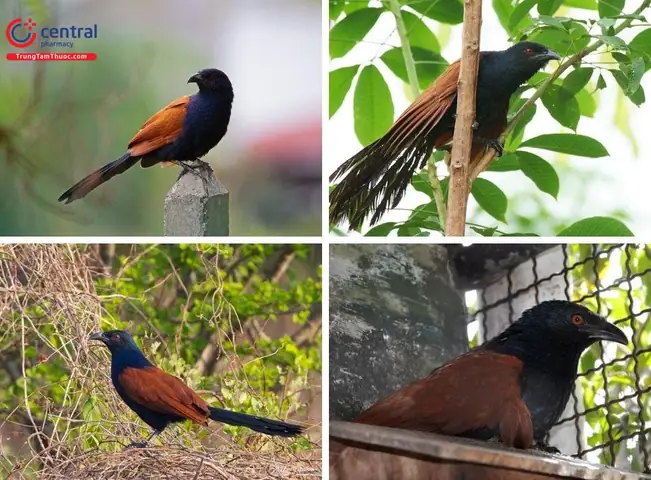 1.1 Mô Tả 1.1 Mô Tả