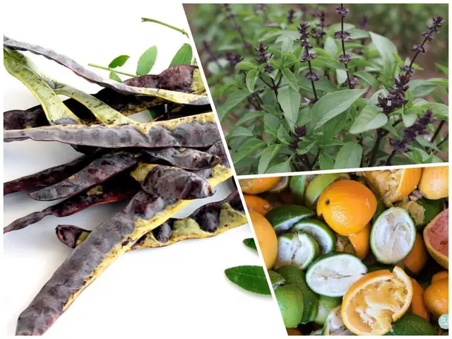 Cách làm dầu gội bồ kết cô đặc với hương nhu