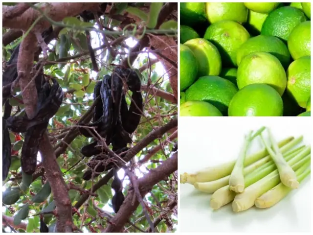 Nấu dầu gội bồ kết sả chanh