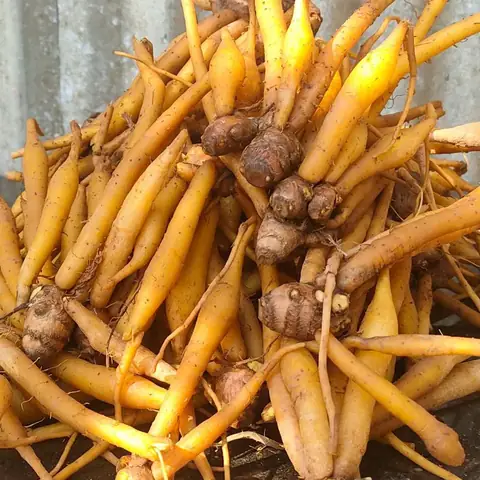 Lưu Ý Về Cách Chọn Cá Nấu Bún Cá Châu Đốc