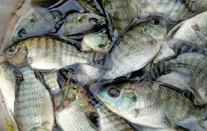 Hướng Dẫn Chọn Cá Rô Phi Ngon