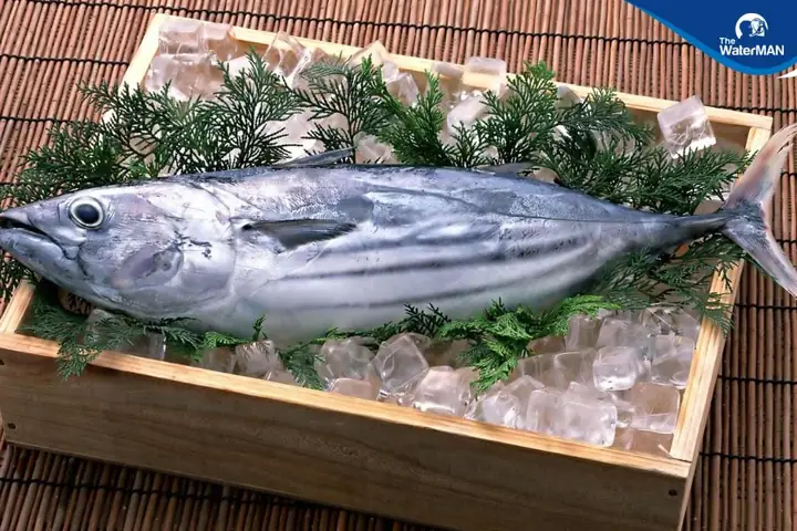 Cách Chọn Cá Ngừ Tươi Ngon Để Nấu Bún