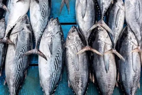 Giá Trị Dinh Dưỡng Của Món Bún Cá Ngừ