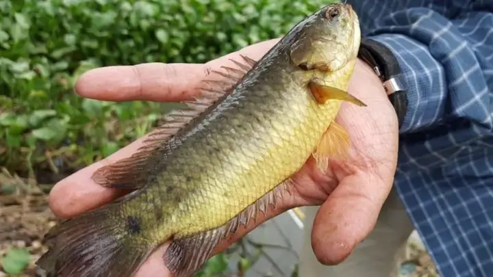 Chuẩn Bị Nguyên Liệu Nấu Bún Cá Rô Đồng