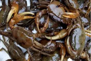 cách nấu bún mắm cua