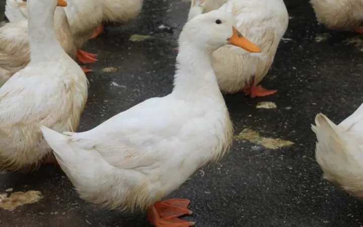 4Cách chọn nguyên liệu và lưu ý khi nấu bún măng vịt Sài Gòn