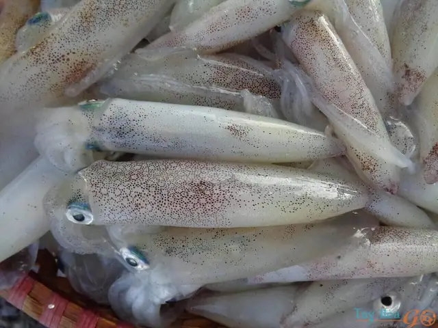 Chọn mực tươi Chọn mực tươi