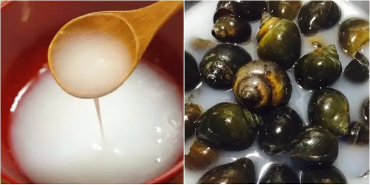 Cách Làm Bún Ốc Hà Nội