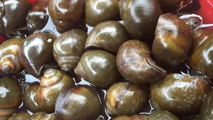 Chọn Ốc Tươi Ngon