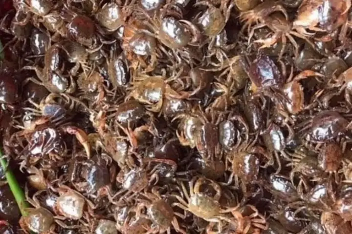 Cách Chọn Cua Đồng Ngon