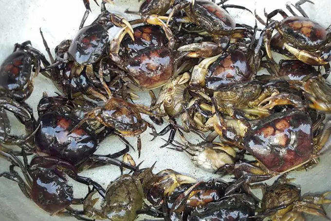 Cách Để Lựa Chọn Cua Đồng Ngon, Nhiều Thịt