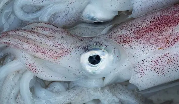 Cách Chọn Hải Sản Tươi Ngon Cho Món Bún Thái