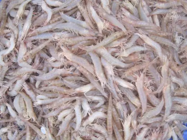 Bún tôm Bình Định quà sáng dân dã