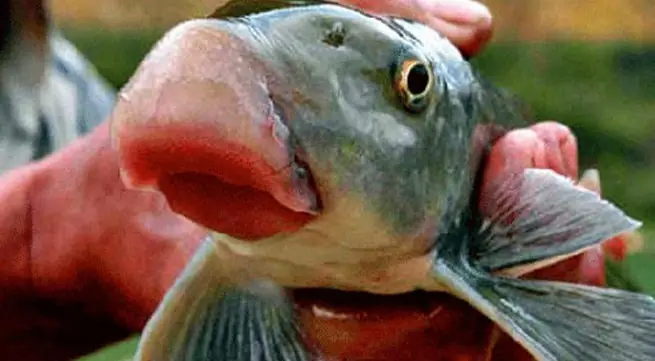 Món Ăn Làm Từ Loài Cá Này Đã Được Dâng Lên Cho Vua Hùng Từ 2000 Năm Trước Công Nguyên. Món Ăn Làm Từ Loài Cá Này Đã Được Dâng Lên Cho Vua Hùng Từ 2000 Năm Trước Công Nguyên.