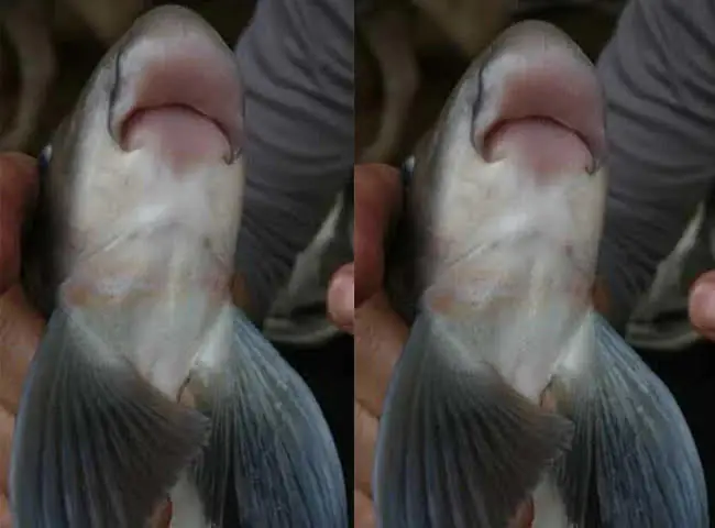 Cá Anh Vũ - “văn Lang Đệ Nhất Ngư” Quá Hiếm Cá Anh Vũ - “văn Lang Đệ Nhất Ngư” Quá Hiếm